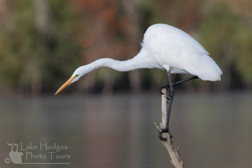 Hunting Egret